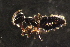  (Technomyrmex jocosus - NZMAN251)  @12 [ ] Copyright (2013) University  of Waikato University of Waikato