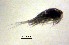  (Mesocyclops leuckarti - NZPL794)  @13 [ ] Copyright (2011) University of Waikato University of Waikato