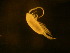  ( - NZPL158)  @11 [ ] Copyright (2010) Unspecified Department of Biological Sciences, University of Waikato