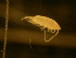  ( - NZPL160)  @11 [ ] Copyright (2010) Unspecified Department of Biological Sciences, University of Waikato