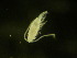  ( - NZPL161)  @11 [ ] Copyright (2010) Unspecified Department of Biological Sciences, University of Waikato
