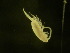  ( - NZPL179)  @11 [ ] Copyright (2010) Unspecified Department of Biological Sciences, University of Waikato