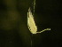  ( - NZPL180)  @11 [ ] Copyright (2010) Unspecified Department of Biological Sciences, University of Waikato