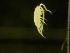  ( - NZPL181)  @11 [ ] Copyright (2010) Unspecified Department of Biological Sciences, University of Waikato