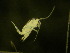  ( - NZPL194)  @11 [ ] Copyright (2010) Unspecified Department of Biological Sciences, University of Waikato