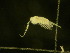  ( - NZPL196)  @11 [ ] Copyright (2010) Unspecified Department of Biological Sciences, University of Waikato