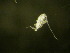  ( - NZPL231)  @11 [ ] Copyright (2010) Unspecified Department of Biological Sciences, University of Waikato