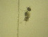  ( - NZPL308)  @11 [ ] Copyright (2010) Unspecified Department of Biological Sciences, University of Waikato