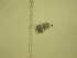  ( - NZPL309)  @11 [ ] Copyright (2010) Unspecified Department of Biological Sciences, University of Waikato