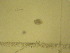  ( - NZPL339)  @11 [ ] Copyright (2010) Unspecified Department of Biological Sciences, University of Waikato