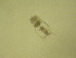  ( - NZPL342)  @11 [ ] Copyright (2010) Unspecified Department of Biological Sciences, University of Waikato