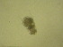  ( - NZPL344)  @11 [ ] Copyright (2010) Unspecified Department of Biological Sciences, University of Waikato