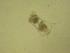  ( - NZPL346)  @11 [ ] Copyright (2010) Unspecified Department of Biological Sciences, University of Waikato