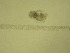  ( - NZPL382)  @11 [ ] Copyright (2010) Unspecified Department of Biological Sciences, University of Waikato
