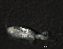  ( - NZPL68)  @11 [ ] CreativeCommons - Attribution (2010) Unspecified Centre for Biodiversity Genomics