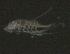  ( - NZPL69)  @11 [ ] CreativeCommons - Attribution (2010) Unspecified Centre for Biodiversity Genomics