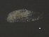  ( - NZPL77)  @11 [ ] CreativeCommons - Attribution (2010) Unspecified Centre for Biodiversity Genomics