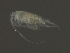 ( - NZPL88)  @11 [ ] CreativeCommons - Attribution (2010) Unspecified Centre for Biodiversity Genomics