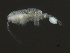  ( - NZPL89)  @11 [ ] CreativeCommons - Attribution (2010) Unspecified Centre for Biodiversity Genomics