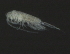  ( - NZPL107)  @11 [ ] CreativeCommons - Attribution (2010) Unspecified Centre for Biodiversity Genomics