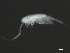  ( - NZPL113)  @11 [ ] CreativeCommons - Attribution (2010) Unspecified Centre for Biodiversity Genomics