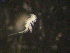 ( - NZPL509)  @11 [ ] Unspecified (default): All Rights Reserved  Unspecified Unspecified