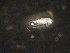  (Calamoecia gibbosa - NZPL514)  @11 [ ] Unspecified (default): All Rights Reserved  Unspecified Unspecified