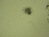  (Brachionus urceolaris - NZPL1017)  @11 [ ] Copyright (2014) University of Waikato University of Waikato