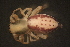  (Clubiona peculiaris - NZSPI229)  @14 [ ] Copyright (2014) University  of Waikato University of Waikato