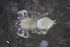 (Clubiona cambridgei - NZSPI1270)  @11 [ ] Copyright (2017) University  of Waikato University of Waikato