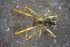  ( - NZSPI823)  @12 [ ] Copyright (2016) University  of Waikato University of Waikato