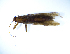  (Zelandoperla fenestrata - NZSTO173)  @13 [ ] Copyright (2014) University of Waikato University of Waikato