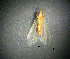  ( - NZCAD479)  @11 [ ] Copyright (2011) University of Waikato University of Waikato