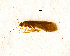  (Atrachorema macfarlanei - NZCAD697)  @13 [ ] Copyright (2013) Ian Hogg University of Waikato