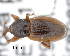  ( - CNCCOLVG00000487)  @13 [ ] Copyright (2015) Vasily Grebennikov CFIA