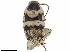  ( - BIOUG50162-E09)  @11 [ ] CreativeCommons - Attribution (2019) CBG Photography Group Centre for Biodiversity Genomics