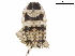 ( - BIOUG50162-H02)  @11 [ ] CreativeCommons - Attribution (2019) CBG Photography Group Centre for Biodiversity Genomics