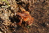  ( - SNMF20)  @11 [ ] CreativeCommons  Attribution Non-Commercial Share-Alike (2022) J. Kautman Slovak National Museum-Natural History Museum