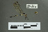  (Nesoxenia mysis - RMNH.5011408)  @11 [ ] CreativeCommons - Attribution Non-Commercial Share-Alike (2016) Unspecified Naturalis, Biodiversity Centre
