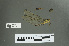  (Microtrigonia - RMNH.5011412)  @13 [ ] CreativeCommons - Attribution Non-Commercial Share-Alike (2016) Unspecified Naturalis, Biodiversity Centre