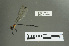  (Austroargiolestes - RMNH.5011468)  @14 [ ] CreativeCommons - Attribution Non-Commercial Share-Alike (2016) Unspecified Naturalis, Biodiversity Centre