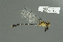  (Hemigomphus theischingeri - RMNH.5011474)  @13 [ ] CreativeCommons - Attribution Non-Commercial Share-Alike (2016) Unspecified Naturalis, Biodiversity Centre