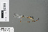  ( - RMNH.INS.228088)  @14 [ ] CreativeCommons - Attribution Non-Commercial Share-Alike (2013) Unspecified Naturalis Biodiversity Center