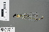  (Pseudocopera ciliata - RMNH.INS.228212)  @13 [ ] CreativeCommons - Attribution Non-Commercial Share-Alike (2013) Unspecified Naturalis Biodiversity Center