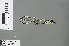  ( - RMNH.INS.228215)  @12 [ ] CreativeCommons - Attribution Non-Commercial Share-Alike (2013) Unspecified Naturalis Biodiversity Center
