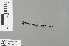  ( - RMNH.INS.228945)  @13 [ ] CreativeCommons - Attribution Non-Commercial Share-Alike (2013) Unspecified Naturalis Biodiversity Center