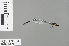  ( - RMNH.INS.228947)  @12 [ ] CreativeCommons - Attribution Non-Commercial Share-Alike (2013) Unspecified Naturalis Biodiversity Center