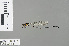  ( - RMNH.INS.228948)  @11 [ ] CreativeCommons - Attribution Non-Commercial Share-Alike (2013) Unspecified Naturalis Biodiversity Center