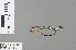  ( - RMNH.INS.228955)  @12 [ ] CreativeCommons - Attribution Non-Commercial Share-Alike (2013) Unspecified Naturalis Biodiversity Center