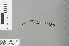  ( - RMNH.INS.229012)  @11 [ ] CreativeCommons - Attribution Non-Commercial Share-Alike (2013) Unspecified Naturalis Biodiversity Center